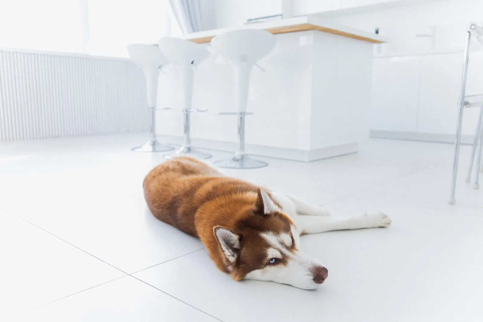 A husky resting comfortably on a spotless white kitchen floor
